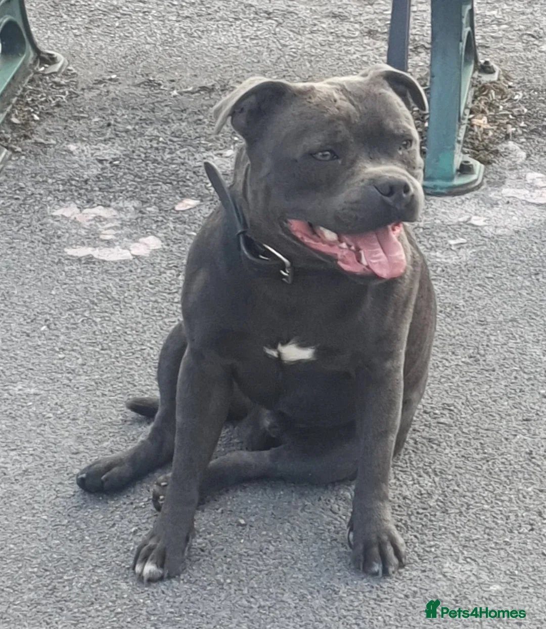 Staffordshire Bull Terrier dogs for stud: **ROSCO**OUTSTANDING BLUE STUD! in Birmingham - Advert 6