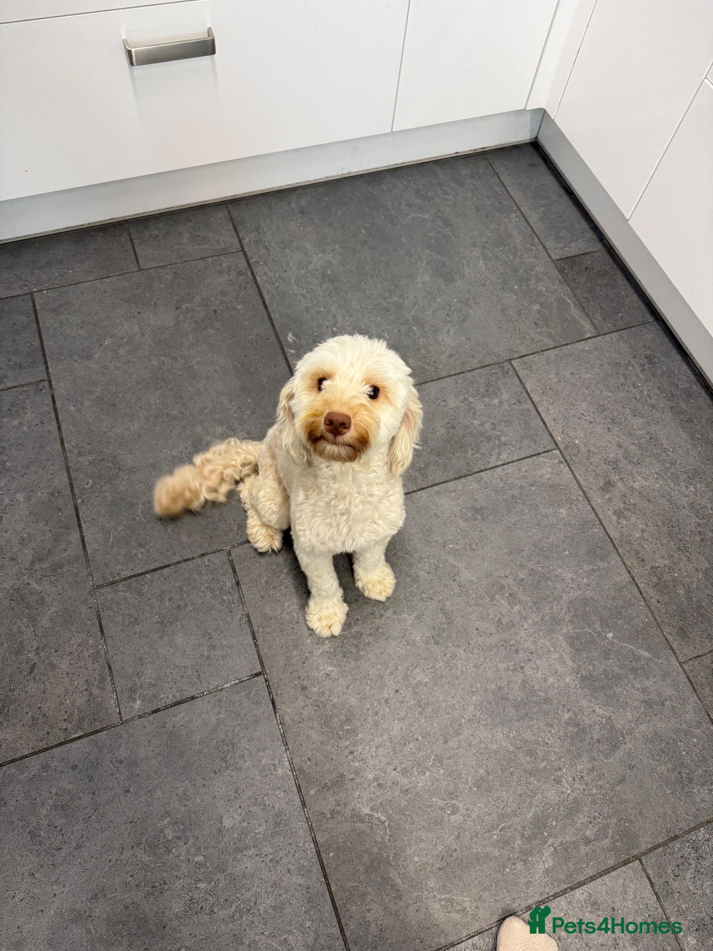 Cockapoo dogs Miniature cockerpoo puppies - Advert 2