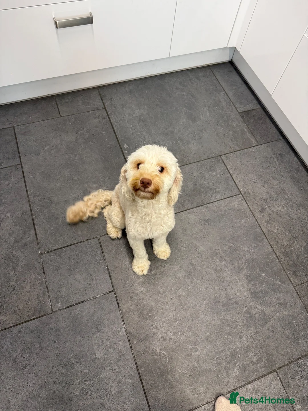 Cockapoo dogs for sale: Miniature cockerpoo puppies in Gloucester - Advert 2