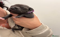 Staffordshire Bull Terrier dogs for sale: Beautiful Blue Stafford bullterriers - Image 12