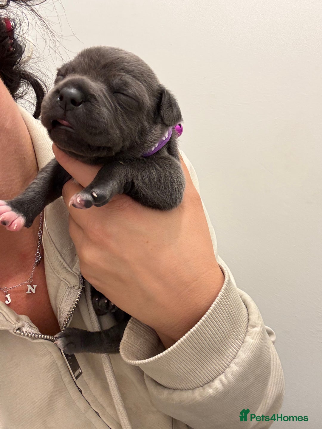 Staffordshire Bull Terrier dogs for sale: Beautiful Blue Stafford bullterriers - Image 12