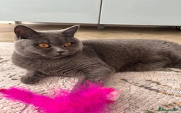 British Shorthair cats for sale: British shorthair+Scottish fold mix  in Waltham Cross - Image 5