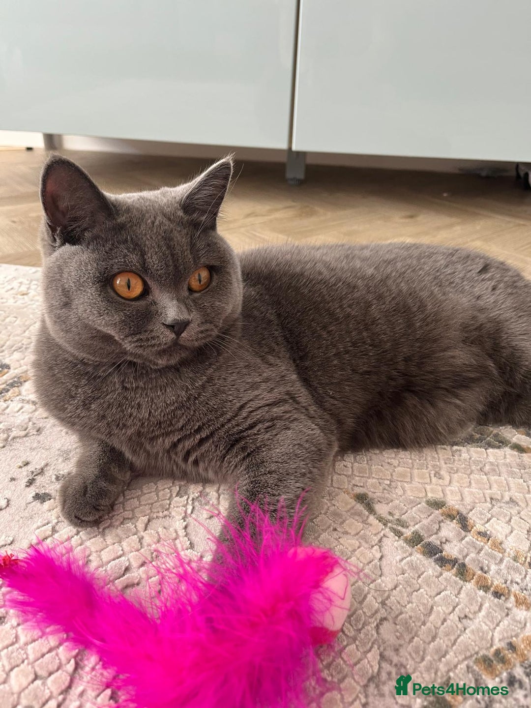 British Shorthair cats for sale: British shorthair+Scottish fold mix  in Waltham Cross - Image 5