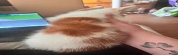 Mixed Breed cats for sale: 4 beautiful baby kittens - Advert 21