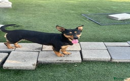 Mixed Breed dogs for adoption: Pretty Rosie is looking for love - Image 6