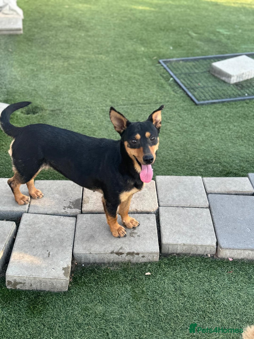 Mixed Breed dogs for adoption: Pretty Rosie is looking for love - Image 6