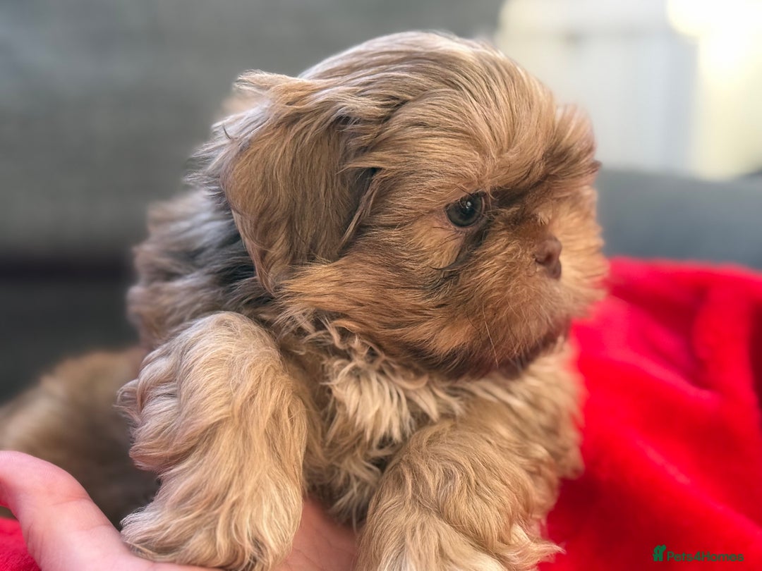 Shih Tzu dogs for sale: Shih Tzu KARASHISHI Line Two Boys Left Green Eyes - Advert 16