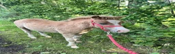 Welsh Section A horses for sale: Dapper Pony Open to Sensible Offers to Right Home - Advert 8