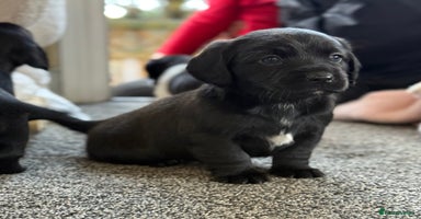 Mixed Breed dogs - Advert 11