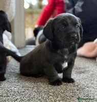 Mixed Breed dogs - Advert 5