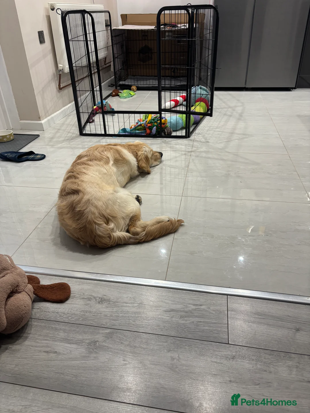 Golden Retriever dogs for sale: KC reg 7 months old Golden Retriever girl - Advert 10