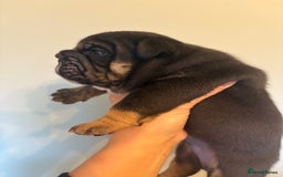 English Bulldog dogs for sale: KC Registered English Bulldogs - Image 8