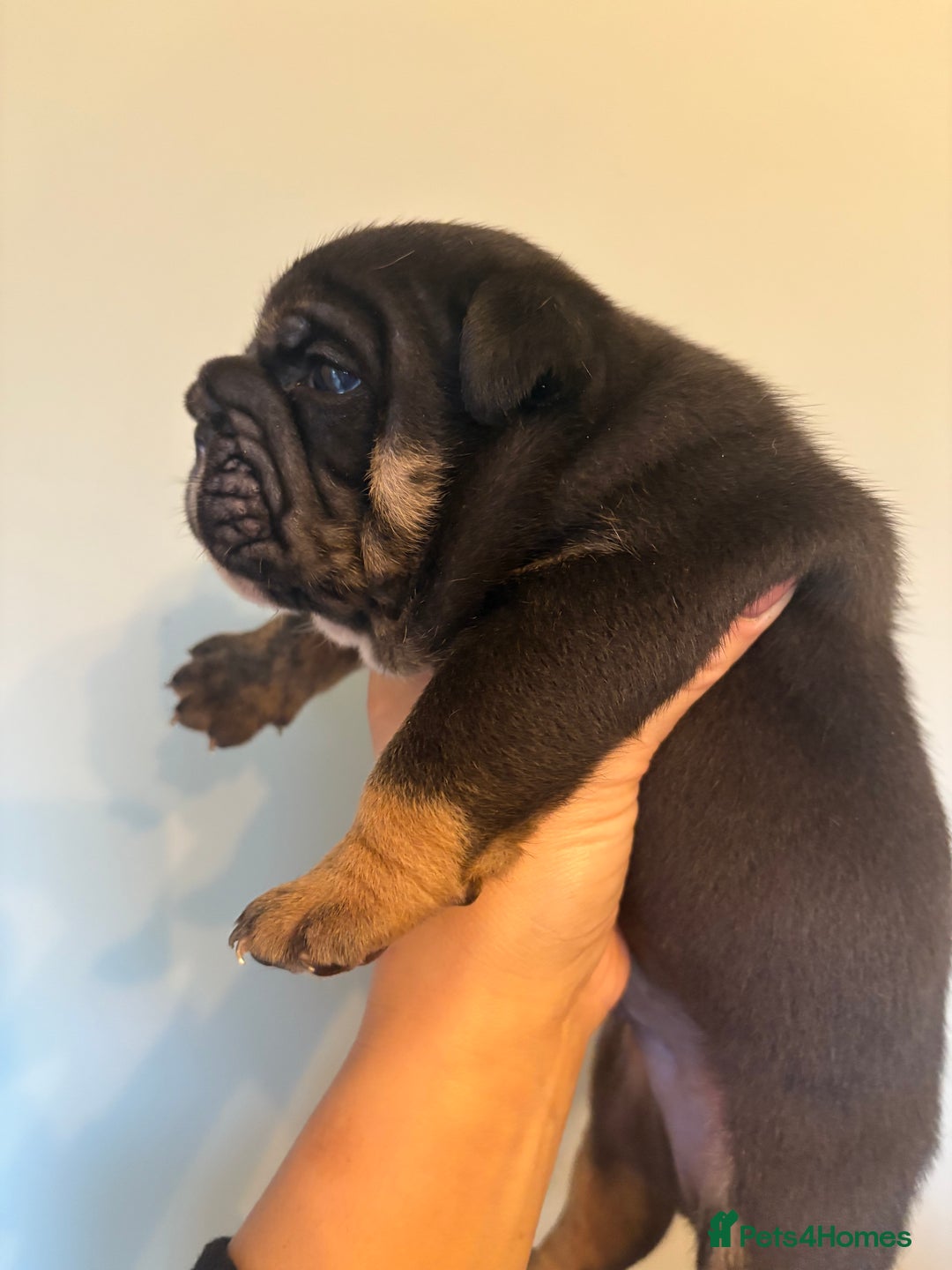 English Bulldog dogs for sale: KC Registered English Bulldogs - Image 8