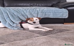 Jack Russell dogs for sale: Jack Russell  - Image 4