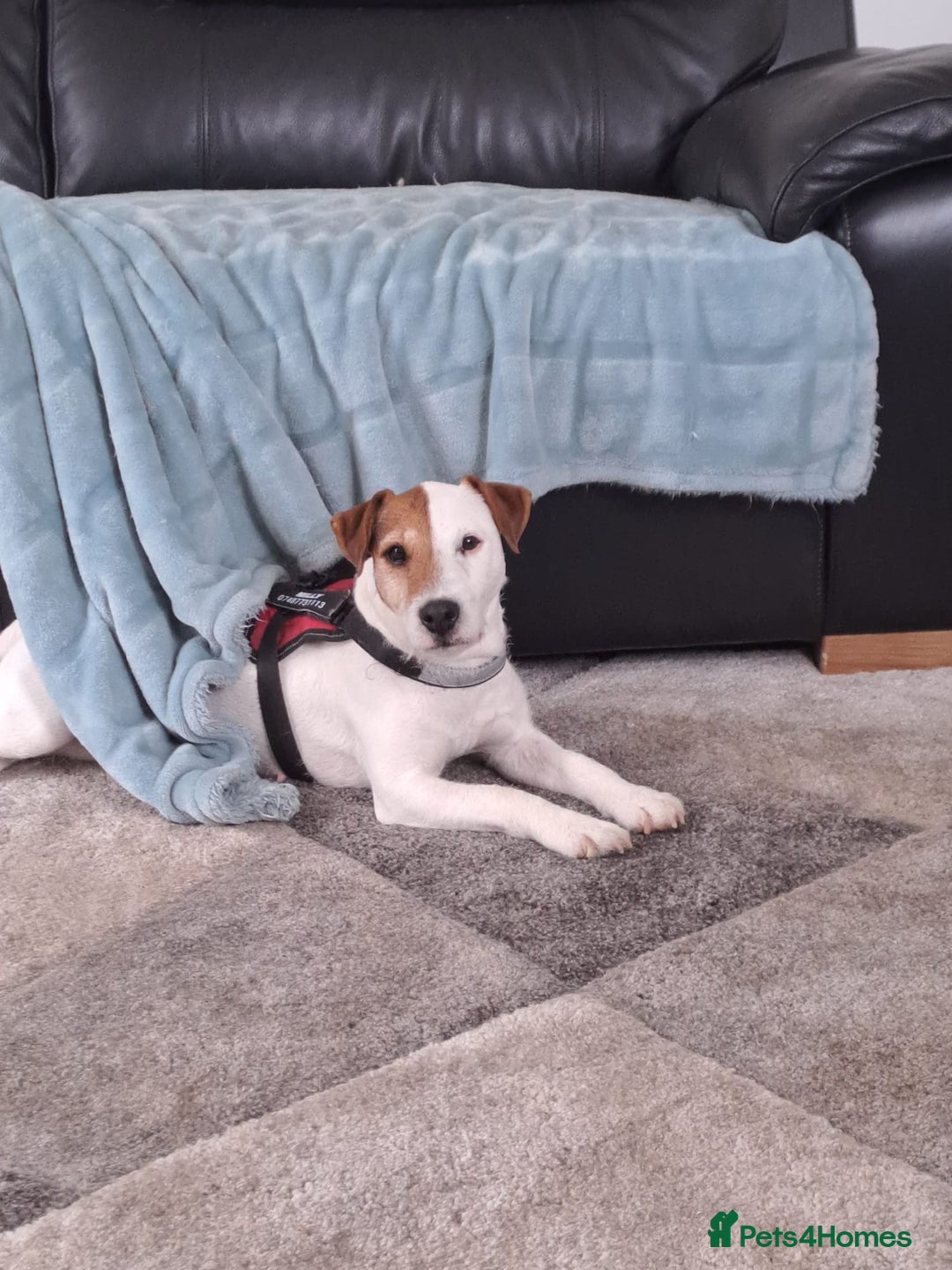 Jack Russell dogs for sale: Jack Russell  - Image 4