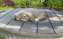 Mini Lop rabbits for sale: Beautiful Mini Lop Bunnies - Image 13