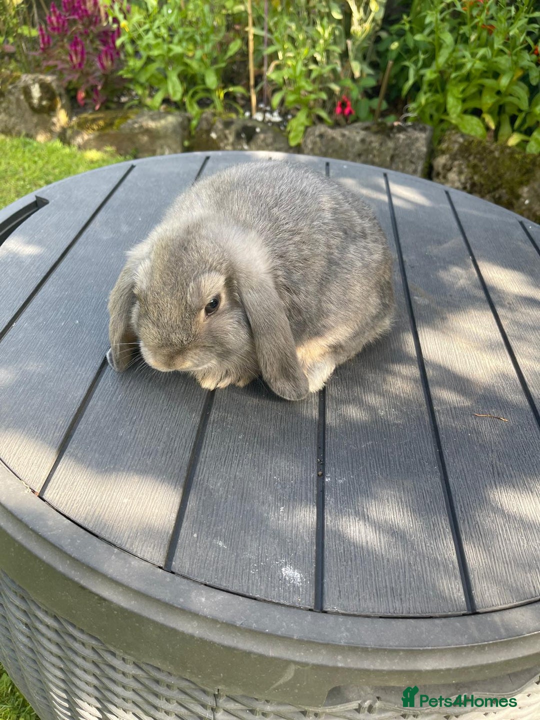 Mini Lop rabbits for sale: Beautiful Mini Lop Bunnies - Image 13