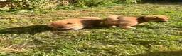 Japanese Shiba Inu dogs for sale: Health tested champion bloodline small size Shiba  - Advert 17