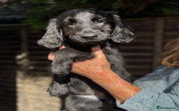 Flat coated Retriever dogs for sale: Flatcoated retriever puppies - Image 4