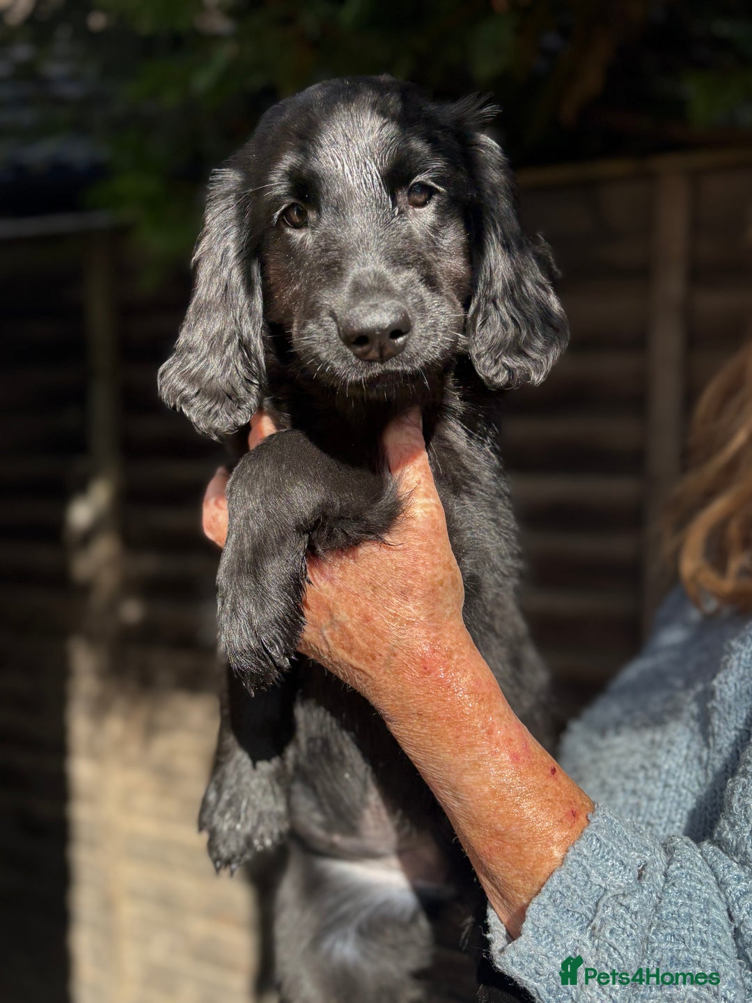 Flat coated Retriever dogs for sale: Flatcoated retriever puppies - Image 4
