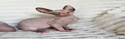 Sphynx cats for sale: Canadian Sphynx Kittens  - Advert 24