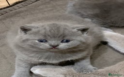 British Shorthair cats for sale: 1 Boy Left-GCCF Pedigr Pure Blue British Shorthair - Image 20
