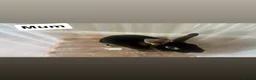 Rex rabbits for sale: 2x Black Otter, Standard Rex Rabbit Kits Available in Huntingdon - Advert 5