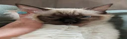 Ragdoll cats for sale: Purebred ragdoll brothers 🩵🩵🩵 - Advert 7