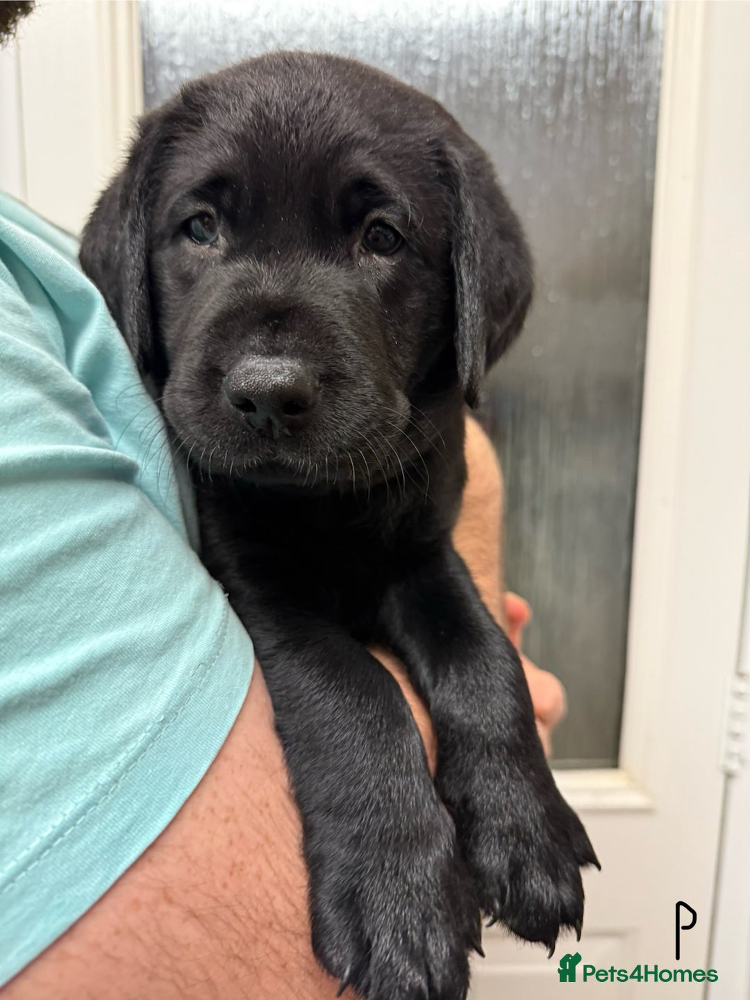 Labrador Retriever dogs for sale: Labrador puppies (ONLY now 2 left) - Image 9