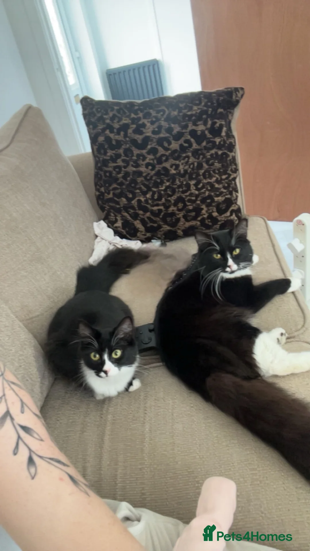 British Longhair cats for sale: Sushi and gizmo, longhaired  - Advert 1