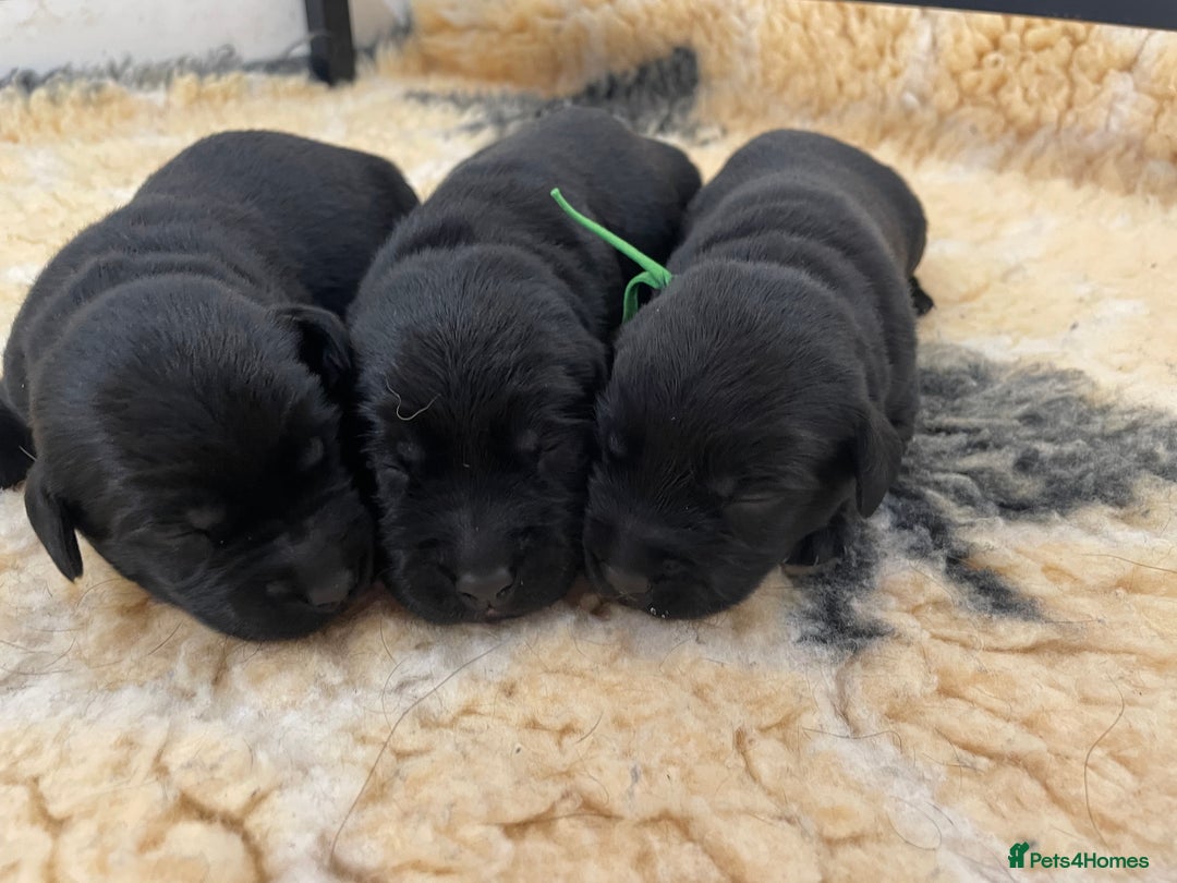 Labrador Retriever dogs for sale: working male black lab puppies  - Image 10