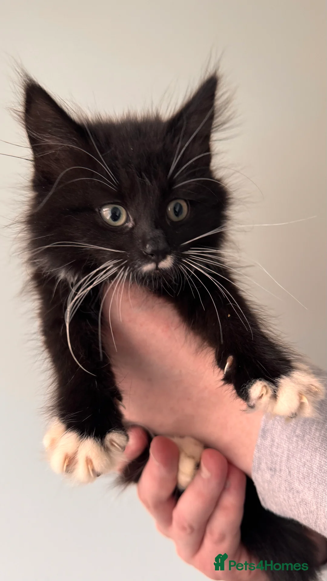 Maine Coon cats for sale: 2 Kittens looking for a loving home.  - Advert 6