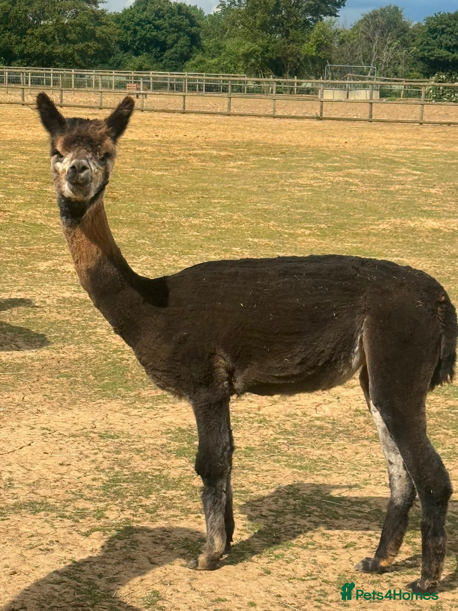 Alpaca livestock for sale: Registered Breeding Female Coloured Alpacas  - Advert 3