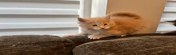 Maine Coon cats for sale: Maine coon kittens looking for homes forever  in Edinburgh - Advert 16