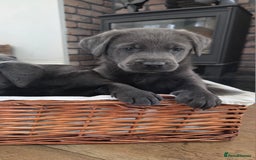 Labrador Retriever dogs for sale: 🩶 beautiful silver/Charcoal KC reg puppies 🩶 - Image 11