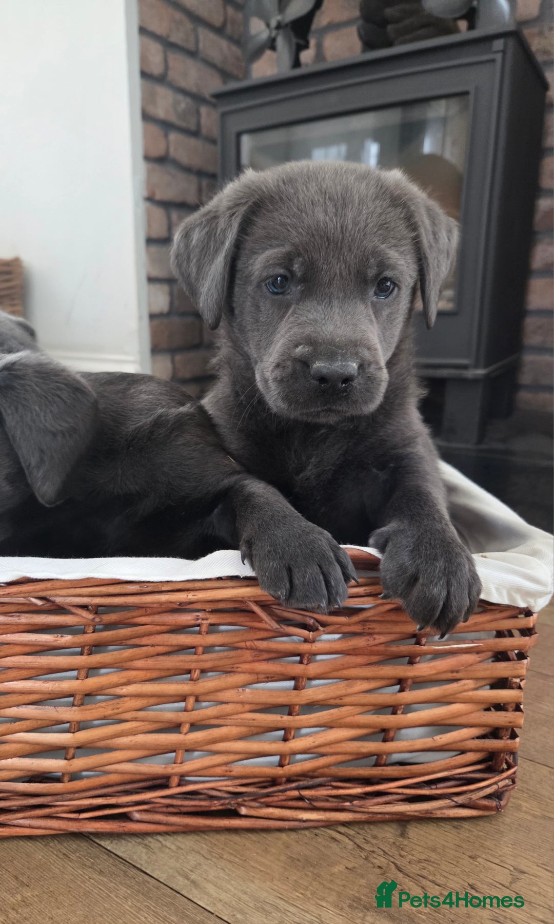 Labrador Retriever dogs for sale: 🩶 beautiful silver/Charcoal KC reg puppies 🩶 - Image 11