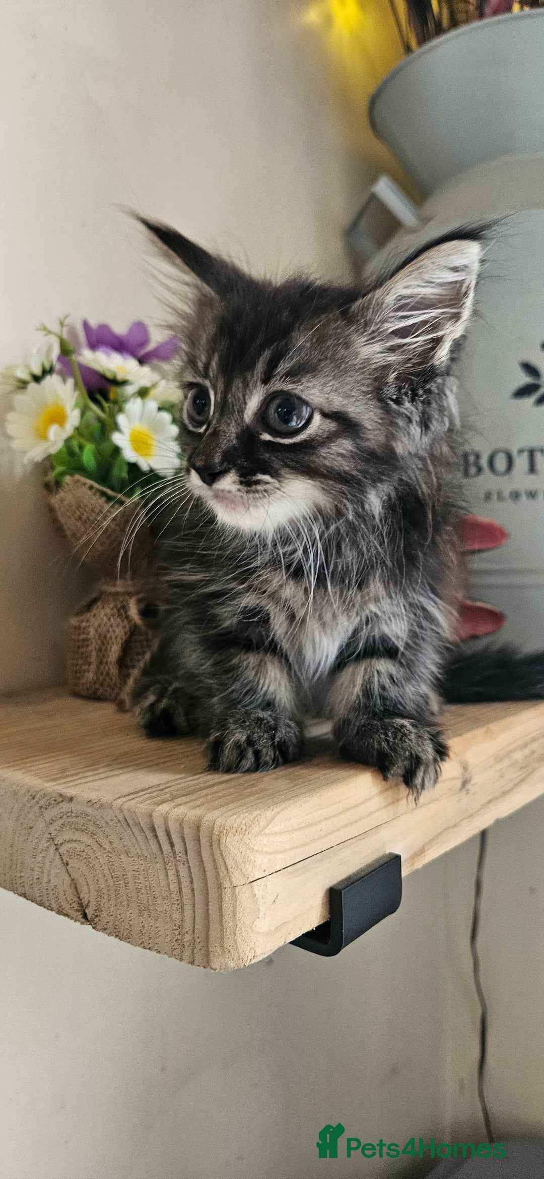 Ragdoll cats for sale: Stunning Ragdoll boys avalible  - Image 6