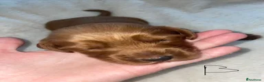 Cockapoo 3