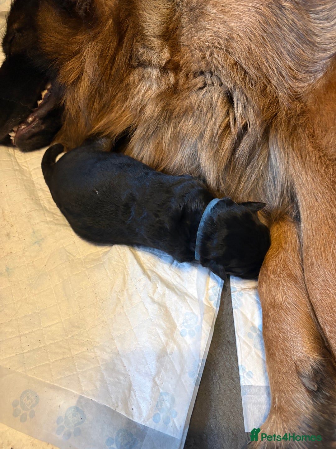 German Shepherd dogs for sale: KC registered long haired German Shepherd puppies - Advert 14