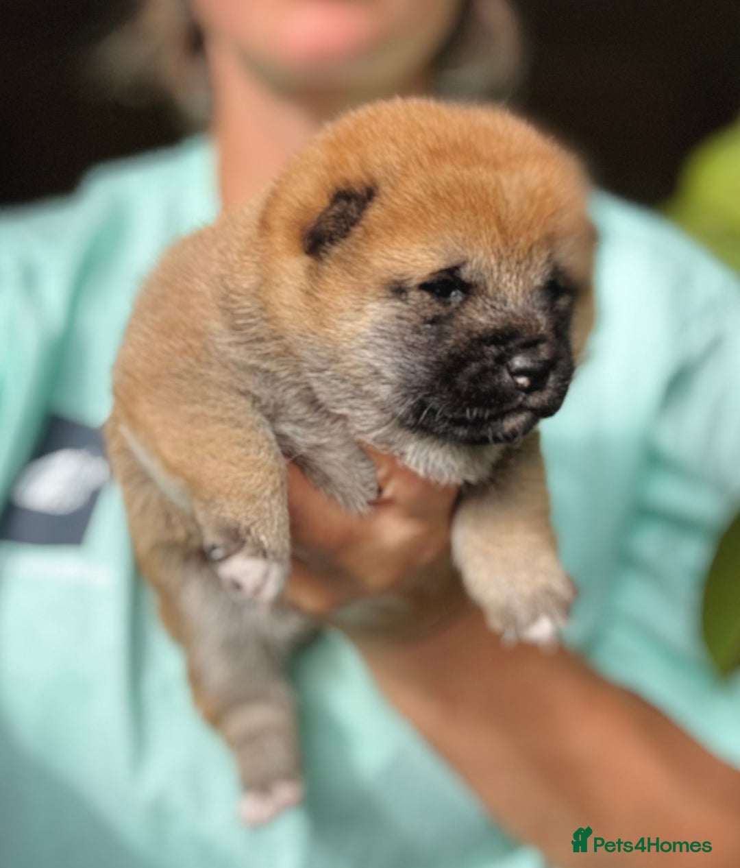 Japanese Shiba Inu dogs for sale: KC reg Japanese Shiba Inu puppies  - Image 10