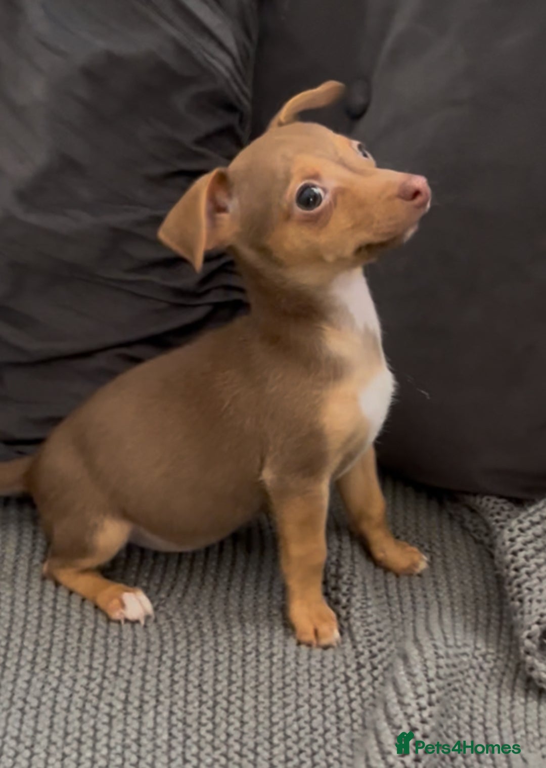 Jack Russell dogs for sale: ❤️Beautiful Jackrussels❤️ - Image 8
