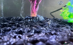 Cichlids fish for sale: Blue Polar Parrot Fry - Image 2