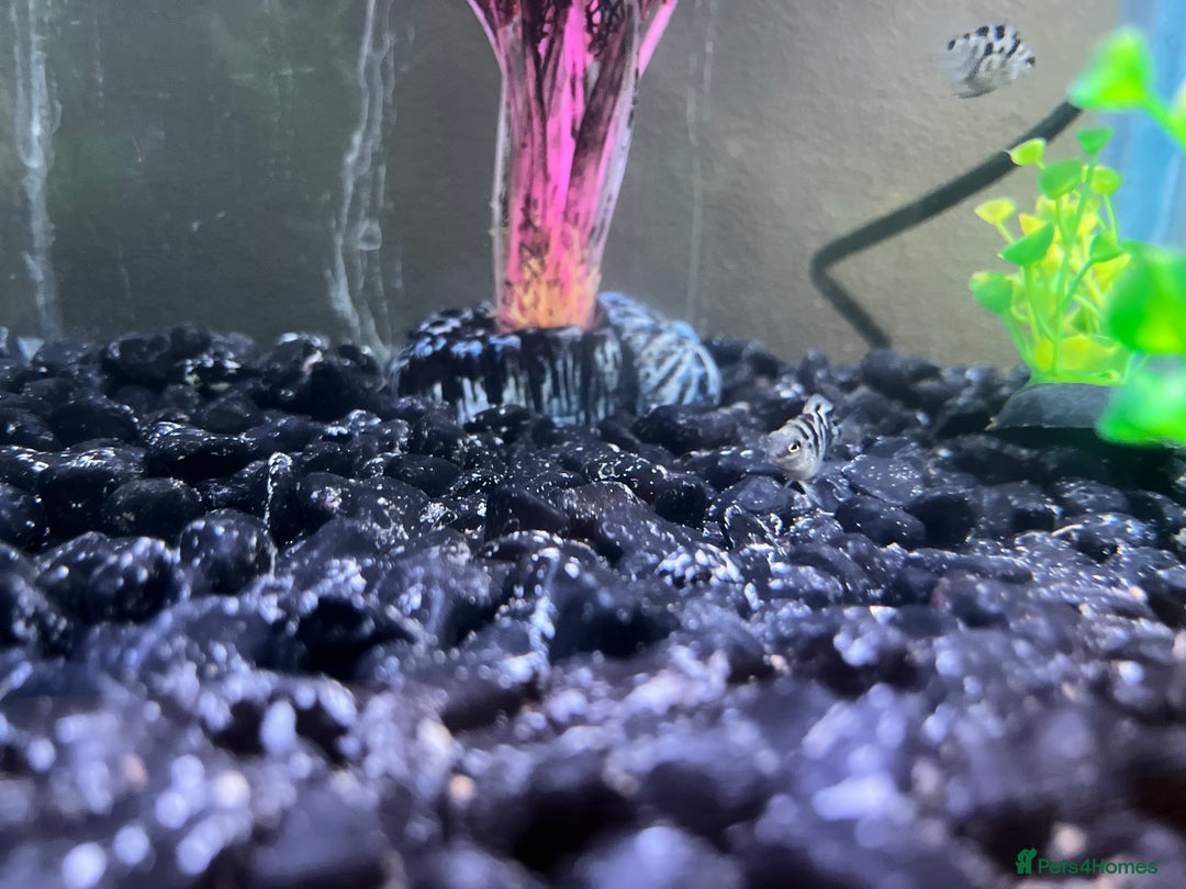 Cichlids fish for sale: Blue Polar Parrot Fry - Image 2