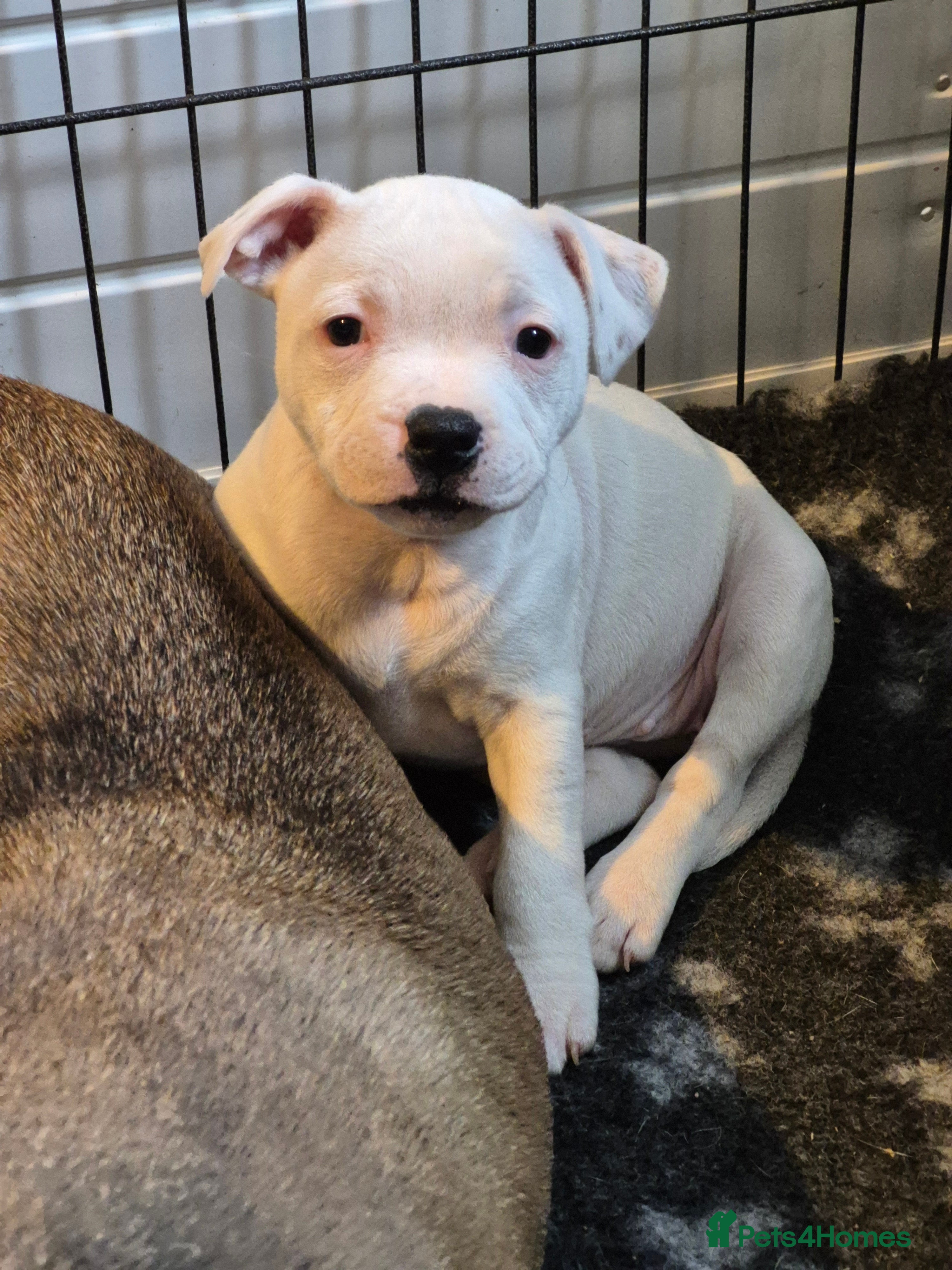 Staffordshire Bull Terrier dogs 1 girl left KC REG ,L2HGA clear, Reduces - Advert 3