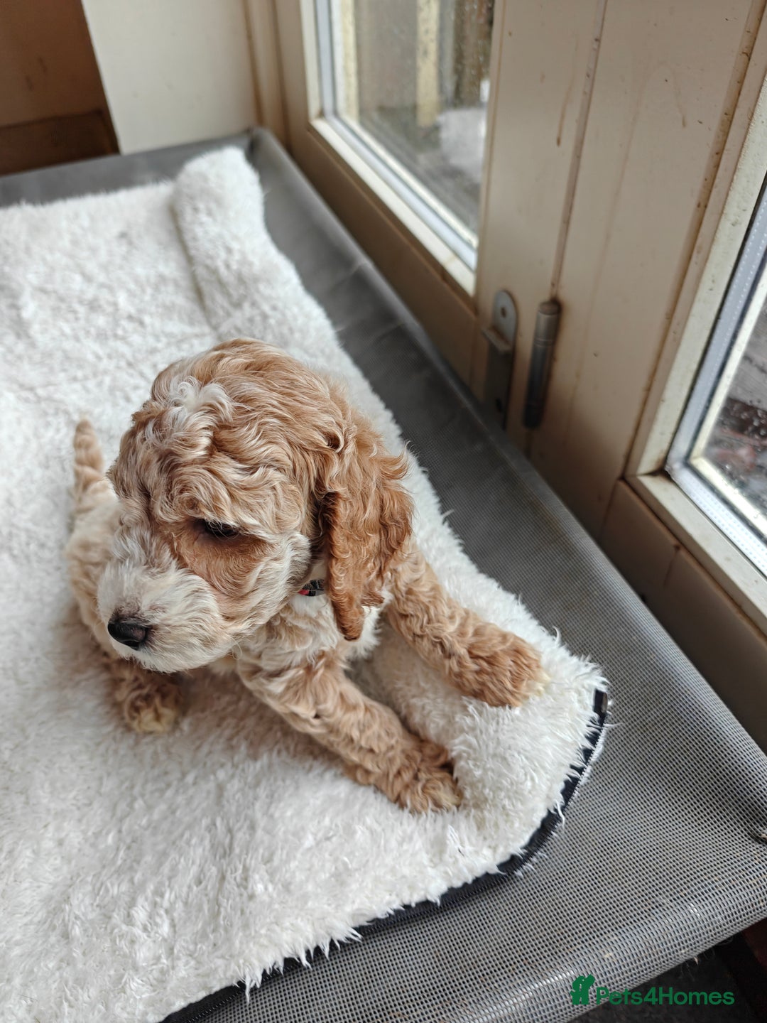 Cockapoo dogs for sale: Gorgous F1B Cockapoo Puppies ready 12th October  - Image 15