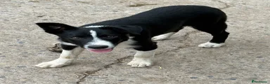 Border Collie Puppy 2