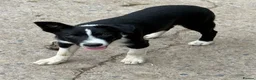 Border Collie dogs for sale: 2 X Male Welsh border collie pups in Crickhowell - Advert 2
