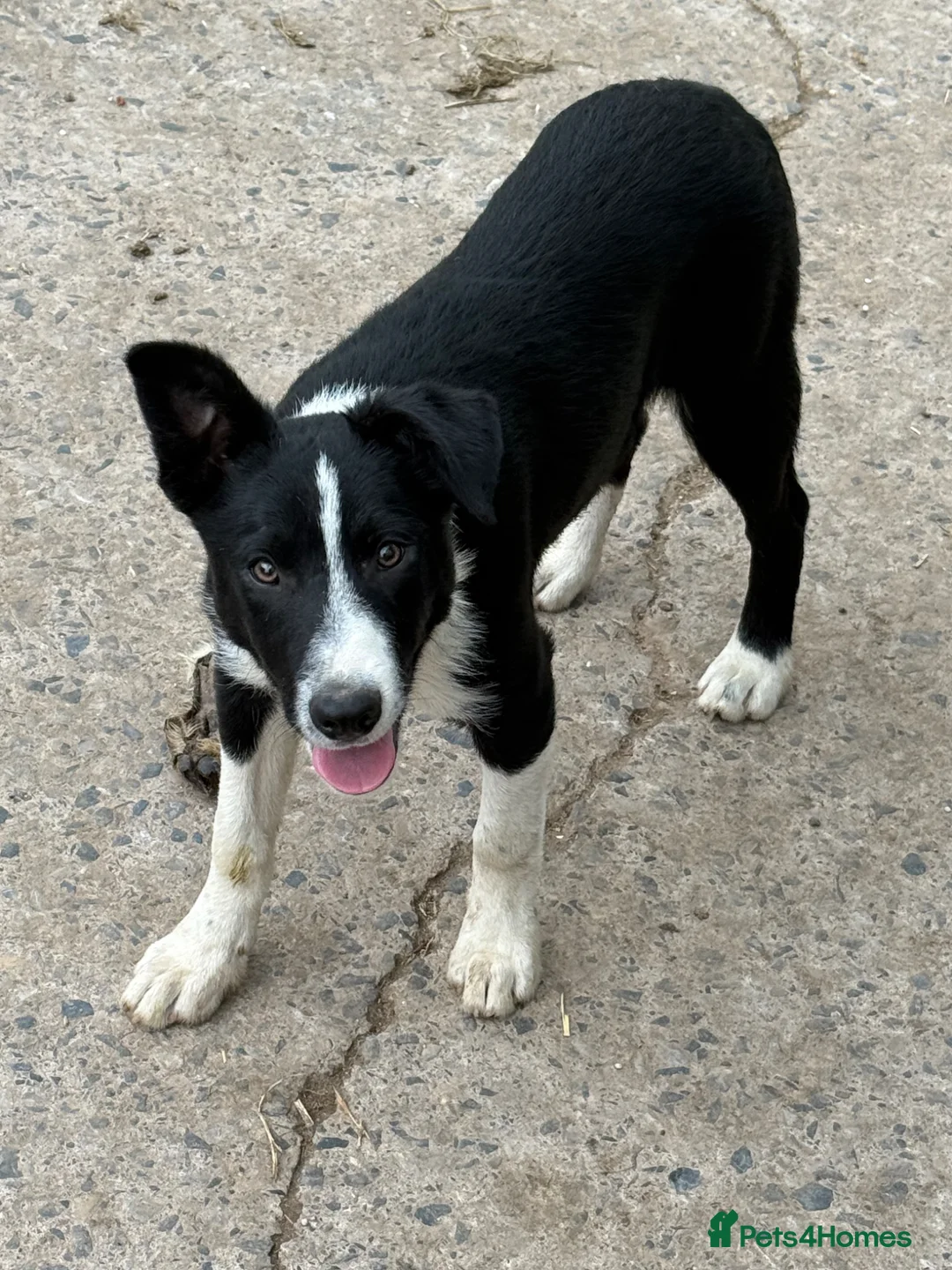 Border Collie dogs for sale: 2 X Male Welsh border collie pups in Crickhowell - Advert 2