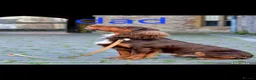 Cocker Spaniel dogs for sale: Kc registerd working cocker spaniels - Advert 3