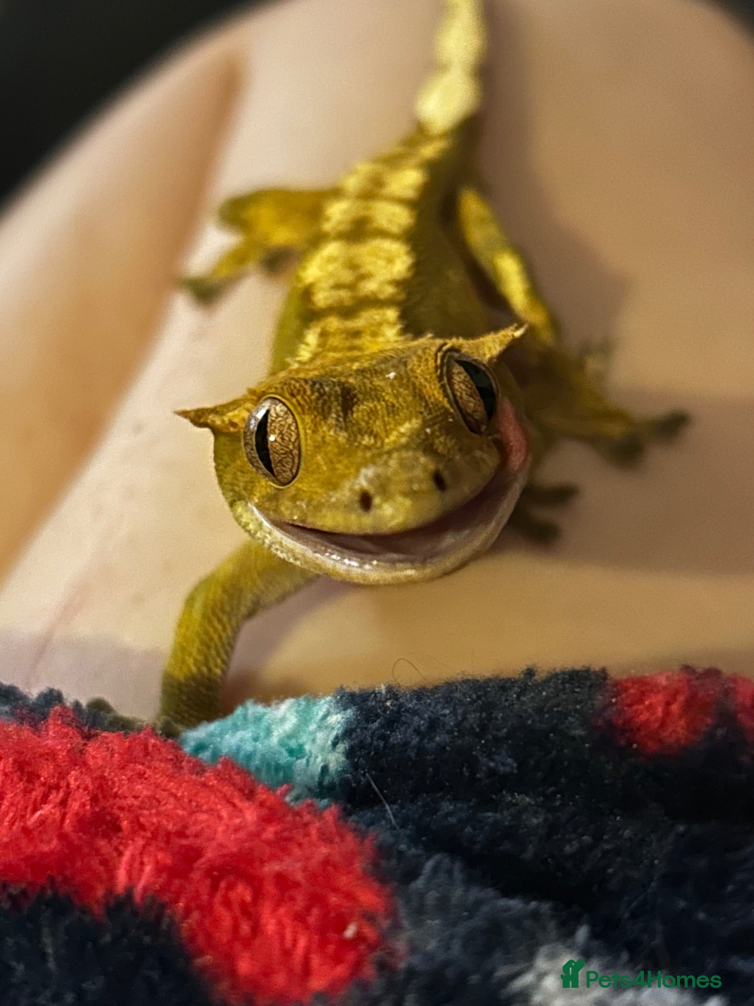 Gecko reptiles Tigger - crested gecko, need rehoming. - Advert 1